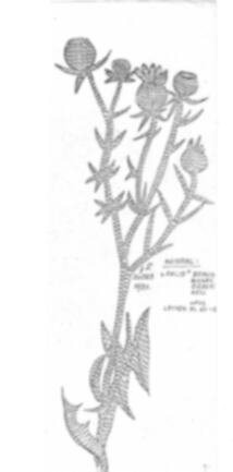 Klöppelbrief „Distel“ (Nr. 0109) – Übersicht