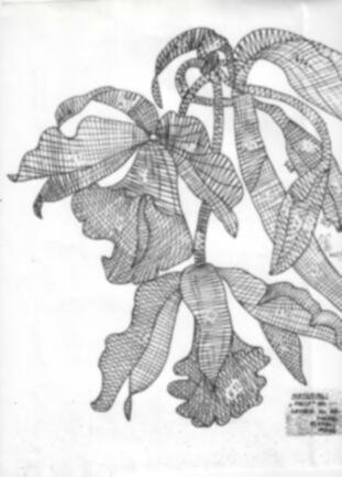 Klöppelbrief „Orchidee“ – Übersicht