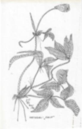 Klöppelbrief „Kletterblume“ – Übersicht