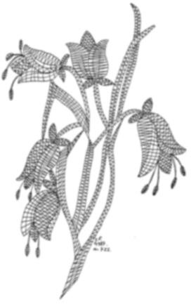 Klöppelbrief „Glockenblume“ – Übersicht