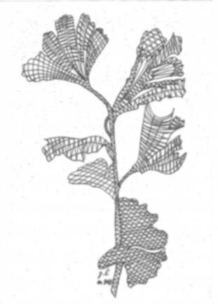Klöppelbrief „Gingko“ – Übersicht
